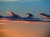 Dolphin Clouds