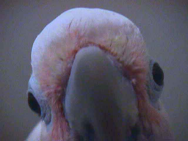 Goffin Cockatoo