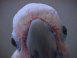 Goffin Cockatoo