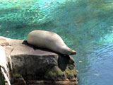 Seal getting a tan