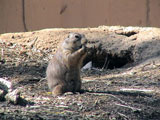 Ground Hog pigging out