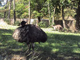 Emu and Kangaroo