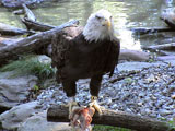 Eagle - I'm eating, do you mind?