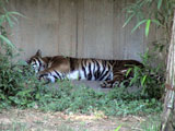 Tiger snooze